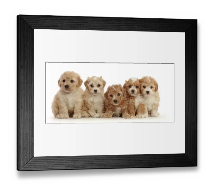 Framed Print : RF - Five Cavapoochon puppies, age 6 weeks, sitting in a line Framed Print : RF - Five Cavapoochon puppies, age 6 weeks, sitting in a line