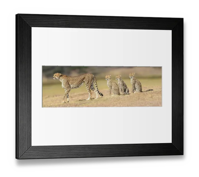 Framed Print : RF - Cheetah (Acinonyx jubatus) playing with three cubs. Serengeti / Ngorongoro Conservation Area, Tanzania. (This image may be licensed either as rights managed or royalty free.) Framed Print : RF - Cheetah (Acinonyx jubatus) playing with three cubs. Serengeti / Ngorongoro Conservation Area, Tanzania. (This image may be licensed either as rights managed or royalty free.)