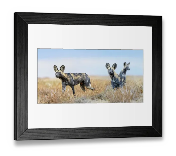 Framed Print : RF - African painted dogs (Lycaon pictus) outside den, Ngorongoro Conservation Area. Tanzania. (This image may be licensed either as rights managed or royalty free.) Framed Print : RF - African painted dogs (Lycaon pictus) outside den, Ngorongoro Conservation Area. Tanzania. (This image may be licensed either as rights managed or royalty free.)