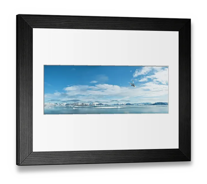 Framed Print : Adult Arctic Tern (Sterna paradisaea) hovering / foraging. Northern Spitsbergen, Svalbard, Arctic Norway Framed Print : Adult Arctic Tern (Sterna paradisaea) hovering / foraging. Northern Spitsbergen, Svalbard, Arctic Norway