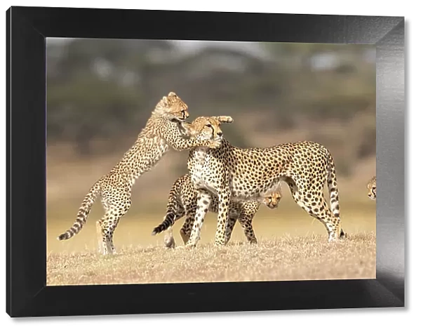 RF - Cheetah (Acinonyx jubatus) female playing with three cubs (age around 5 months) Ngorongoro Conservation Area, Tanzania. (This image may be licensed either as rights managed or royalty free.)