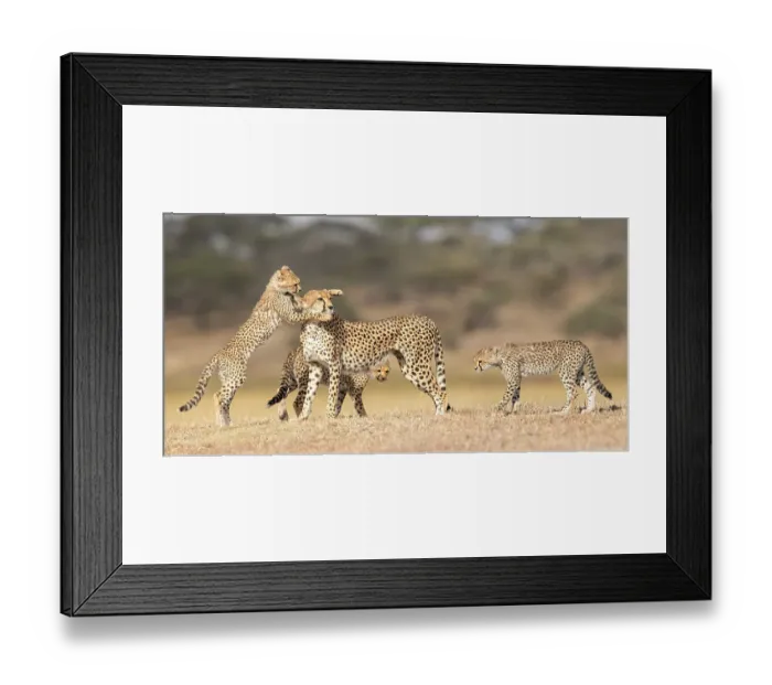 Framed Print : RF - Cheetah (Acinonyx jubatus) female playing with three cubs (age around 5 months) Ngorongoro Conservation Area, Tanzania. (This image may be licensed either as rights managed or royalty free.) Framed Print : RF - Cheetah (Acinonyx jubatus) female playing with three cubs (age around 5 months) Ngorongoro Conservation Area, Tanzania. (This image may be licensed either as rights managed or royalty free.)