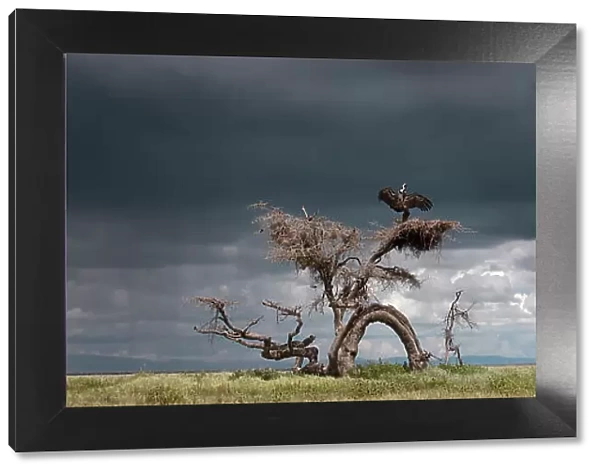 RF - Ruppell's griffon vulture (Gyps rueppellii) drying its wings after a rain storm, perched on strangely gnarled tree (known locally as the Devil Tree'). Ngorongoro Conservation Area, Serengeti National Park, Tanzania. Digitally stitched image