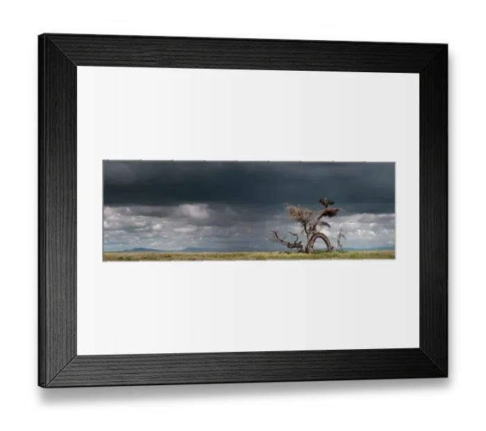 Framed Print : RF - Ruppell's griffon vulture (Gyps rueppellii) drying its wings after a rain storm, perched on strangely gnarled tree (known locally as the Devil Tree'). Ngorongoro Conservation Area, Serengeti National Park, Tanzania. Digitally stitched image Framed Print : RF - Ruppell's griffon vulture (Gyps rueppellii) drying its wings after a rain storm, perched on strangely gnarled tree (known locally as the Devil Tree'). Ngorongoro Conservation Area, Serengeti National Park, Tanzania. Digitally stitched image