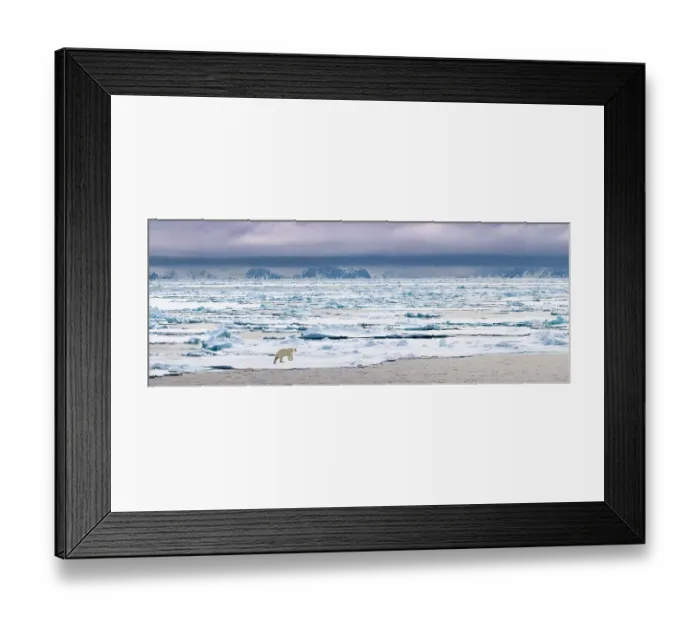 Framed Print : RF - Polar Bear (Ursus maritimus) walking on ice flow. Woodfjorden, northern Spitsbergen, Svalbard, Arctic Norway. (digitally stitched image) (This image may be licensed either as rights managed or royalty free.) Framed Print : RF - Polar Bear (Ursus maritimus) walking on ice flow. Woodfjorden, northern Spitsbergen, Svalbard, Arctic Norway. (digitally stitched image) (This image may be licensed either as rights managed or royalty free.)