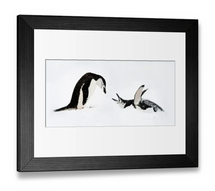 Framed Print : RF - Chinstrap penguins (Pygoscelis antarctica) displaying, Half-Moon Island, South Shetland Islands, Antarctica (This image may be licensed either as rights managed or royalty free.) Framed Print : RF - Chinstrap penguins (Pygoscelis antarctica) displaying, Half-Moon Island, South Shetland Islands, Antarctica (This image may be licensed either as rights managed or royalty free.)