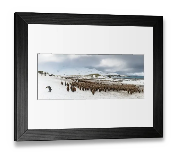 Framed Print : King penguin (Aptenodytes patagonicus) colony. Right Whale Bay, South Georgia Island Panoramic composite view Framed Print : King penguin (Aptenodytes patagonicus) colony. Right Whale Bay, South Georgia Island Panoramic composite view