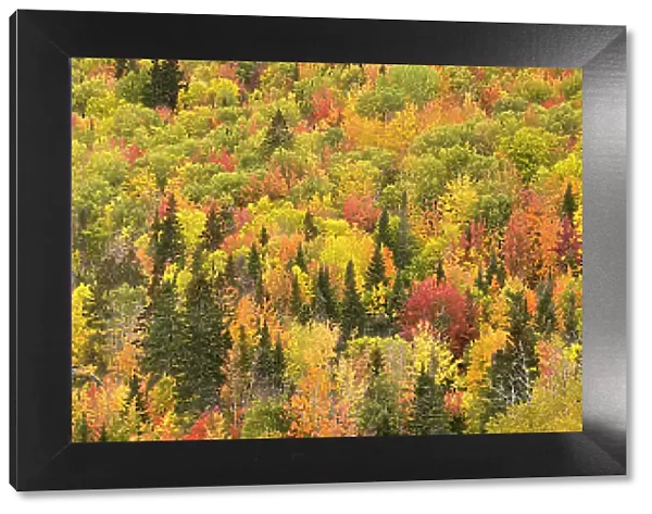 Trees in autumn in autumn colours, Rivire-au-Renard, Gaspesie, Quebec, Canada. October 2019