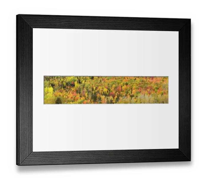 Framed Print : Trees in autumn in autumn colours, Rivire-au-Renard, Gaspesie, Quebec, Canada. October 2019 Framed Print : Trees in autumn in autumn colours, Rivire-au-Renard, Gaspesie, Quebec, Canada. October 2019