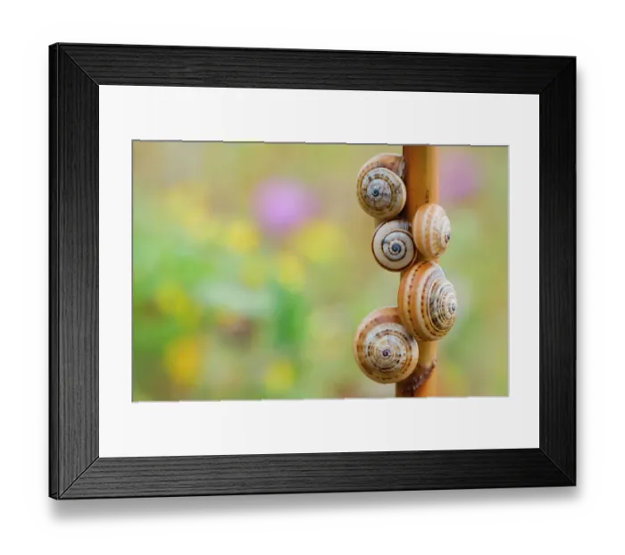 Framed Print : Brown-lipped / Grove / Banded snails (Cepaea nemoralis) on plant stem, Menorca, Balearic Islands, Spain, Europe Framed Print : Brown-lipped / Grove / Banded snails (Cepaea nemoralis) on plant stem, Menorca, Balearic Islands, Spain, Europe
