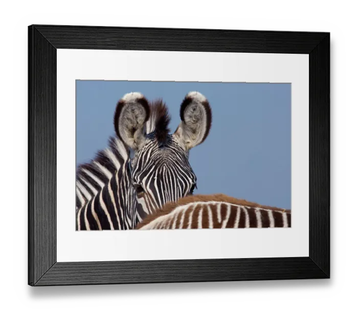 Framed Print : Grevy zebra (Equus grevyi) partial head portrait over back of foal, captive Framed Print : Grevy zebra (Equus grevyi) partial head portrait over back of foal, captive
