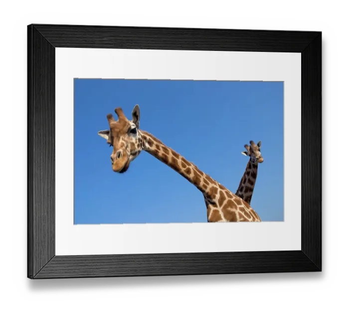 Framed Print : Rothschild's giraffe (Giraffa camelopardalis rothschildi) two curious giraffes looking down, captive Framed Print : Rothschild's giraffe (Giraffa camelopardalis rothschildi) two curious giraffes looking down, captive