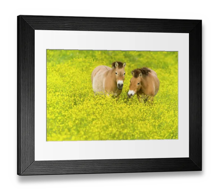 Framed Print : Przewalski's horse (Equus ferus przewalskii) grazing in buttercups, Parc de la Haute Touche, Obterre, France. May. Captive, occurs in Central Asia Framed Print : Przewalski's horse (Equus ferus przewalskii) grazing in buttercups, Parc de la Haute Touche, Obterre, France. May. Captive, occurs in Central Asia