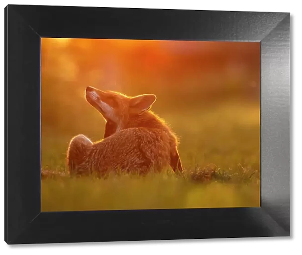 Red Fox (Vulpes Vulpes) scratching in sunset light, North London, England, UK, June