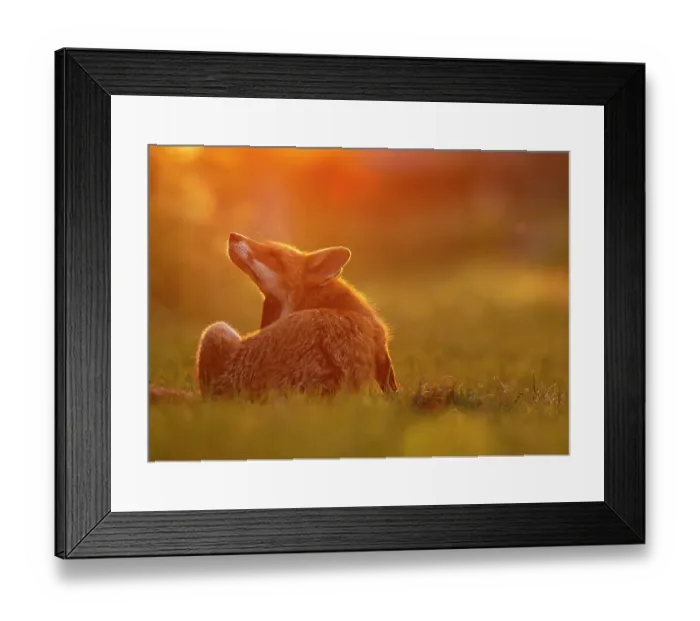 Framed Print : Red Fox (Vulpes Vulpes) scratching in sunset light, North London, England, UK, June Framed Print : Red Fox (Vulpes Vulpes) scratching in sunset light, North London, England, UK, June