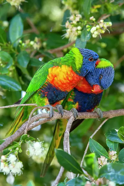 Rainbow lorikeets (Trichoglossus moluccanus) pair preening each other, perched in tree. Ulladulla, New South Wales, Australia