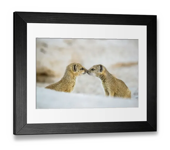 Framed Print : Yellow mongoose (Cynictis penicillata), two pups nose to nose. Kalahari Gemsbok National Park, Kgalagadi Transfrontier National Park, Northern Cape, South Africa Framed Print : Yellow mongoose (Cynictis penicillata), two pups nose to nose. Kalahari Gemsbok National Park, Kgalagadi Transfrontier National Park, Northern Cape, South Africa
