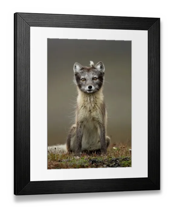 Framed Print : RF - Arctic fox (Alopex lagopus) sitting with summer pelage, tuft of fur on head. Svalbard, Norway, July. (This image may be licensed either as rights managed or royalty free.) Framed Print : RF - Arctic fox (Alopex lagopus) sitting with summer pelage, tuft of fur on head. Svalbard, Norway, July. (This image may be licensed either as rights managed or royalty free.)