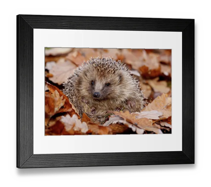 Framed Print : Hedgehog (Erinaceus europaeus) curled up in autumn leaves, Peak District, UK. November Framed Print : Hedgehog (Erinaceus europaeus) curled up in autumn leaves, Peak District, UK. November