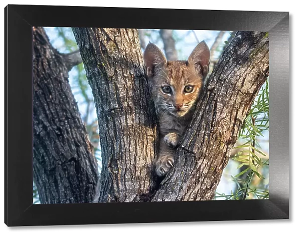 Portrait of a wild Bobcat (Lynx rufus) kitten in a tree, Texas, USA September