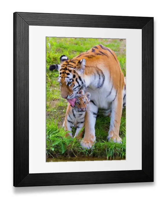 Framed Print : RF - Siberian tiger (Panthera tigris altaica) female grooming cub age three months, captive. (This image may be licensed either as rights managed or royalty free.)