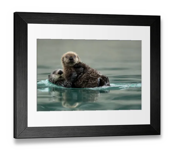 Framed Print : Sea otter (Enhydra lutris) female and pup playing. Alaska, USA, February Framed Print : Sea otter (Enhydra lutris) female and pup playing. Alaska, USA, February