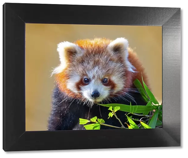 RF - Red panda (Ailurus fulgens) portrait, captive, occurs in Himalayas. (This image may be licensed either as rights managed or royalty free.)