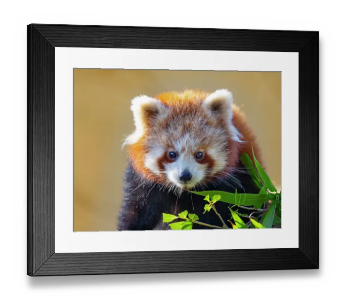 Framed Print : RF - Red panda (Ailurus fulgens) portrait, captive, occurs in Himalayas. (This image may be licensed either as rights managed or royalty free.)