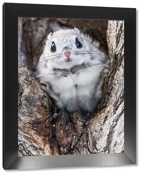 Japanese dwarf flying squirrel (Pteromys volans orii) male sitting in tree, portrait. Hokkaido, Japan. March