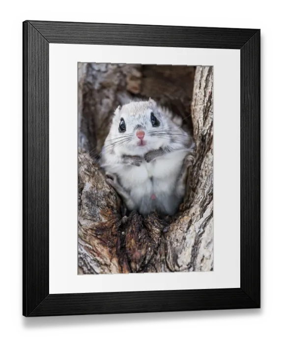 Framed Print : Japanese dwarf flying squirrel (Pteromys volans orii) male sitting in tree, portrait. Hokkaido, Japan. March Framed Print : Japanese dwarf flying squirrel (Pteromys volans orii) male sitting in tree, portrait. Hokkaido, Japan. March