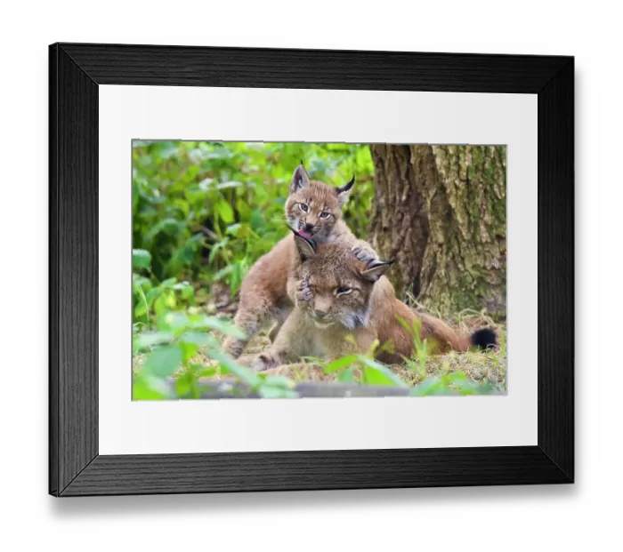 Framed Print : Eurasian lynx (Lynx lynx) kitten, age six weeks, showing affection towards its mother. Breeding and reintroduction program, Germany. Captive. July Framed Print : Eurasian lynx (Lynx lynx) kitten, age six weeks, showing affection towards its mother. Breeding and reintroduction program, Germany. Captive. July