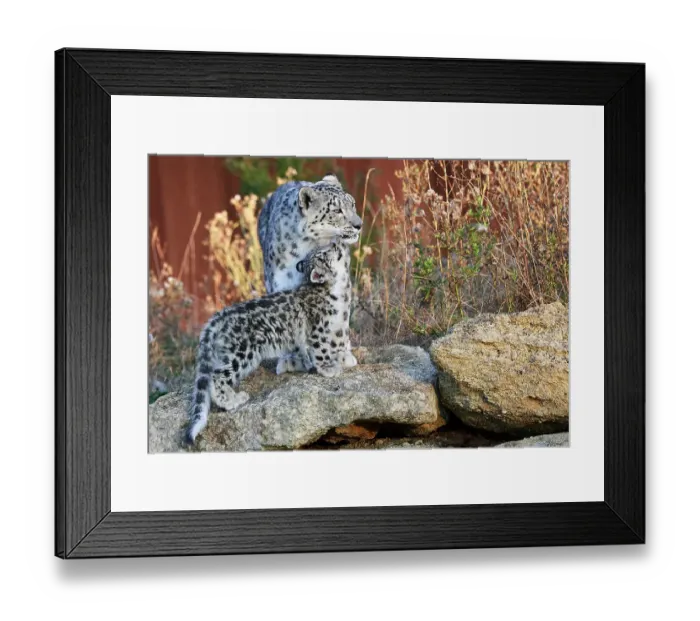 Framed Print : Female Snow leopard (Panthera uncia) with her three month cub looking up at its mother, BioParc Doue la Fontaine, France. Captive Framed Print : Female Snow leopard (Panthera uncia) with her three month cub looking up at its mother, BioParc Doue la Fontaine, France. Captive