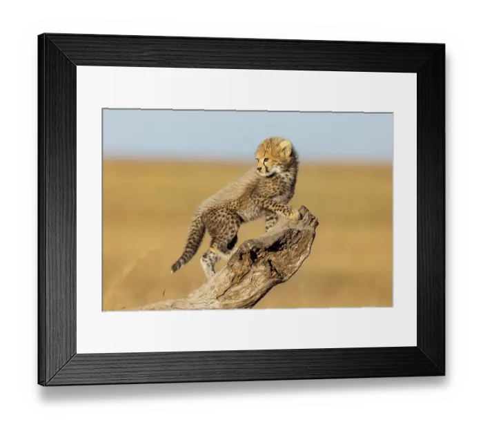 Framed Print : Cheetah cub (Acinonyx jubatus) climbing up tree stump. Masai Mara national reserve, Kenya, East Africa Framed Print : Cheetah cub (Acinonyx jubatus) climbing up tree stump. Masai Mara national reserve, Kenya, East Africa