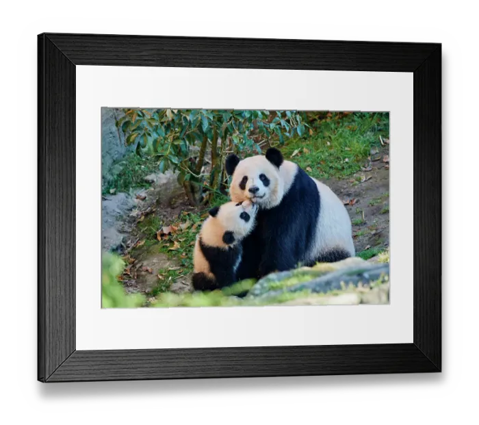 Framed Print : Giant panda (Ailuropoda melanoleuca) cub Yuandudu, aged 8 months, nuzzling her mother, Huan Huan, Beauval ZooPark, France, April, 2022. Captive Framed Print : Giant panda (Ailuropoda melanoleuca) cub Yuandudu, aged 8 months, nuzzling her mother, Huan Huan, Beauval ZooPark, France, April, 2022. Captive