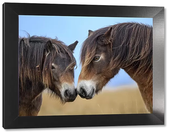 Two Exmoor ponies (Equus ferus caballus), semi-feral native breed, rubbing noses, Exmoor National Park, Somerset  /  Devon, England. November