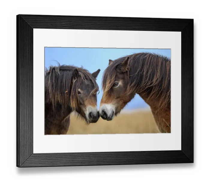 Framed Print : Two Exmoor ponies (Equus ferus caballus), semi-feral native breed, rubbing noses, Exmoor National Park, Somerset / Devon, England. November Framed Print : Two Exmoor ponies (Equus ferus caballus), semi-feral native breed, rubbing noses, Exmoor National Park, Somerset / Devon, England. November