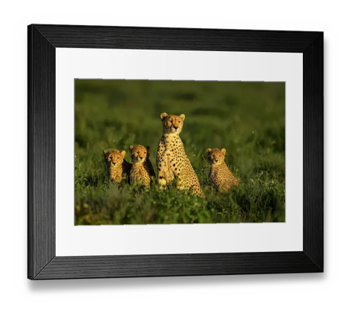 Framed Print : Cheetah (Acinonyx jubatus) female, with three cubs aged approx. 8 months, sitting side by side at dawn, Ndutu area, Serengeti / Ngorongoro Conservation Area, Tanzania Framed Print : Cheetah (Acinonyx jubatus) female, with three cubs aged approx. 8 months, sitting side by side at dawn, Ndutu area, Serengeti / Ngorongoro Conservation Area, Tanzania