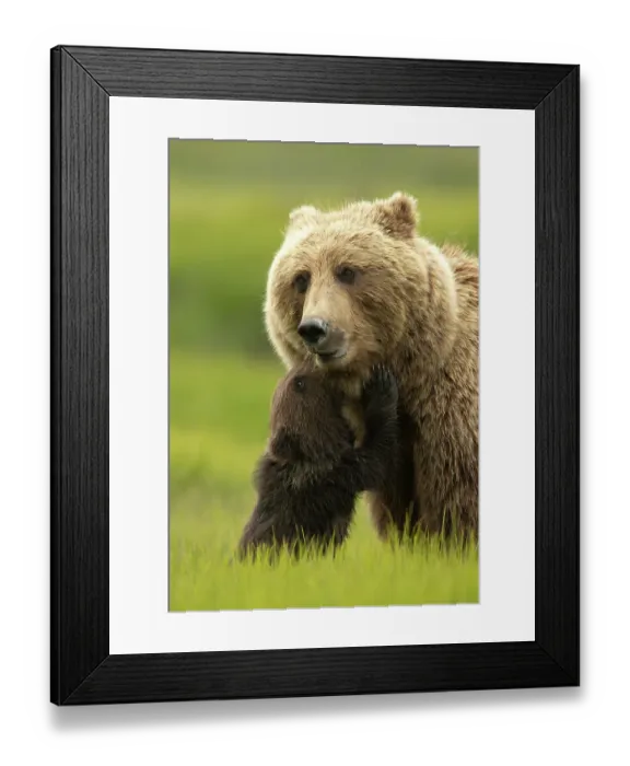Framed Print : Grizzly bear (Ursus arctos) female and nuzzling cub, Lake Clark National Park, Silver Salmon, Alaska. July Framed Print : Grizzly bear (Ursus arctos) female and nuzzling cub, Lake Clark National Park, Silver Salmon, Alaska. July
