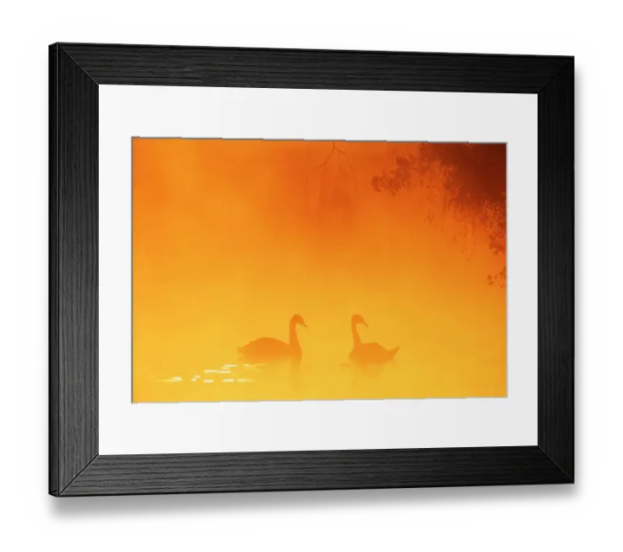 Framed Print : Silhouette through mist of two Mute Swans {Cygnus olor} on water, UK Framed Print : Silhouette through mist of two Mute Swans {Cygnus olor} on water, UK