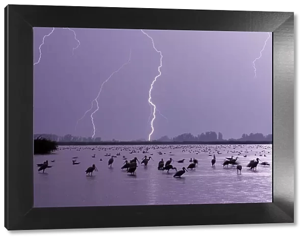 Lightning across lake, with mixed flock of birds, Lake Csaj, Kiskunsagi National Park, Hungary, July 2006