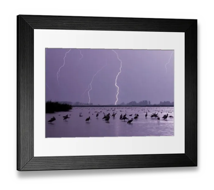 Framed Print : Lightning across lake, with mixed flock of birds, Lake Csaj, Kiskunsagi National Park, Hungary, July 2006 Framed Print : Lightning across lake, with mixed flock of birds, Lake Csaj, Kiskunsagi National Park, Hungary, July 2006