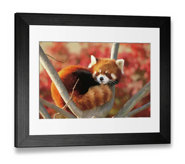 Framed Print : Red / Lesser Panda (Ailurus fulgens) curled up in tree, captive, Oji Zoo, Japan Framed Print : Red / Lesser Panda (Ailurus fulgens) curled up in tree, captive, Oji Zoo, Japan