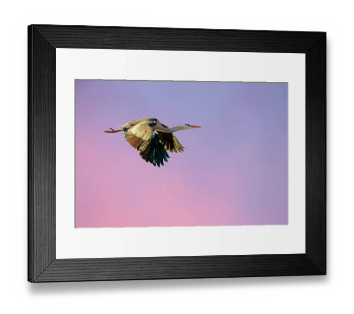 Framed Print : Grey heron (Ardea cinerea cinerea) in flight at last light, Blackpool, UK, February Framed Print : Grey heron (Ardea cinerea cinerea) in flight at last light, Blackpool, UK, February
