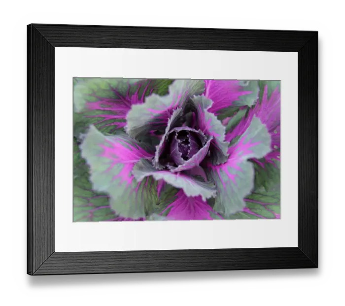 Framed Print : Abstract detail of a cabbage, Kandawgyi Gardens, Pyin Oo Lwin, Myanma, December Framed Print : Abstract detail of a cabbage, Kandawgyi Gardens, Pyin Oo Lwin, Myanma, December