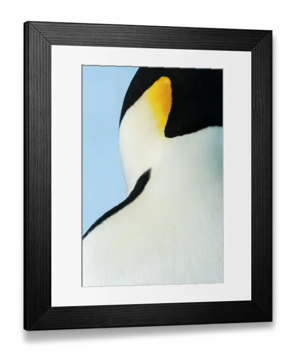 Framed Print : Emperor penguin (Aptenodytes forsteri) close up, Amanda Bay, Prydz Bay, Ingrid Christensen Coast, East Antarctica, November Framed Print : Emperor penguin (Aptenodytes forsteri) close up, Amanda Bay, Prydz Bay, Ingrid Christensen Coast, East Antarctica, November