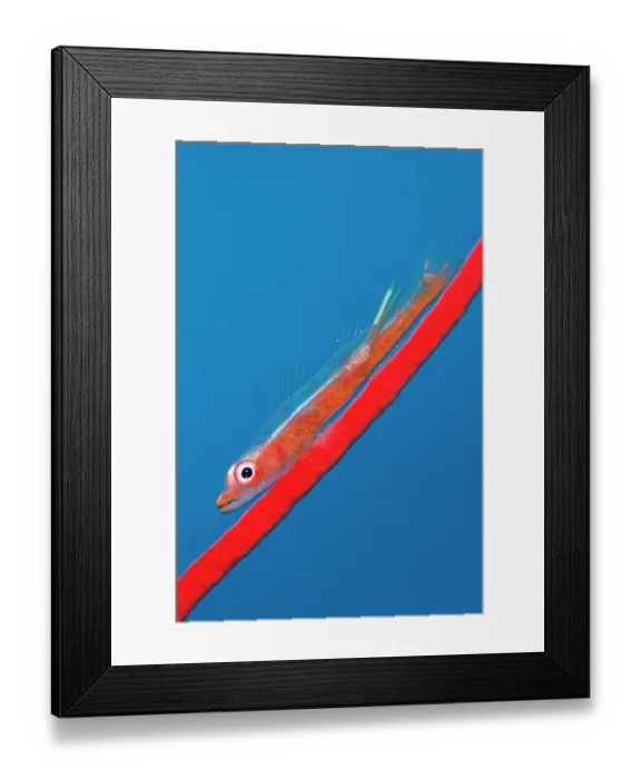 Framed Print : Large whip goby (Bryaninops amplus) with a parasitic copepod (with two trailing egg ribbons) perched on Red whip coral. Whale Rock. Fiabacet Islands, Misool, Raja Ampat, West Papua, Indonesia. Ceram Sea, Pacific Ocean Framed Print : Large whip goby (Bryaninops amplus) with a parasitic copepod (with two trailing egg ribbons) perched on Red whip coral. Whale Rock. Fiabacet Islands, Misool, Raja Ampat, West Papua, Indonesia. Ceram Sea, Pacific Ocean