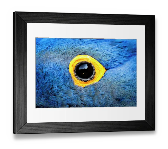 Framed Print : Hyacinth macaw (Anodorhynchus hyacinthinus), close up of eye. Bioparc Doue-la-Fontaine, France. Native to Brazil. Captive Framed Print : Hyacinth macaw (Anodorhynchus hyacinthinus), close up of eye. Bioparc Doue-la-Fontaine, France. Native to Brazil. Captive