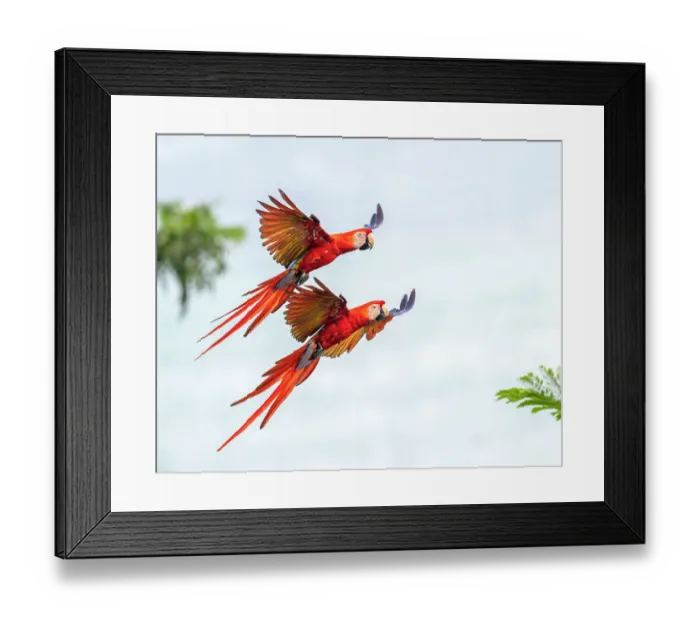 Framed Print : Scarlet Macaw (Ara macao) couple in flight and breaking to land Corcovado National Park, Osa peninsula, Costa Rica Framed Print : Scarlet Macaw (Ara macao) couple in flight and breaking to land Corcovado National Park, Osa peninsula, Costa Rica