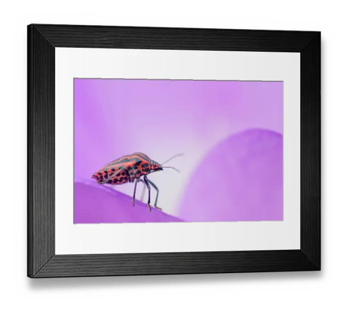Framed Print : Stink bug (Graphosoma lineatum). The Netherlands. September Framed Print : Stink bug (Graphosoma lineatum). The Netherlands. September