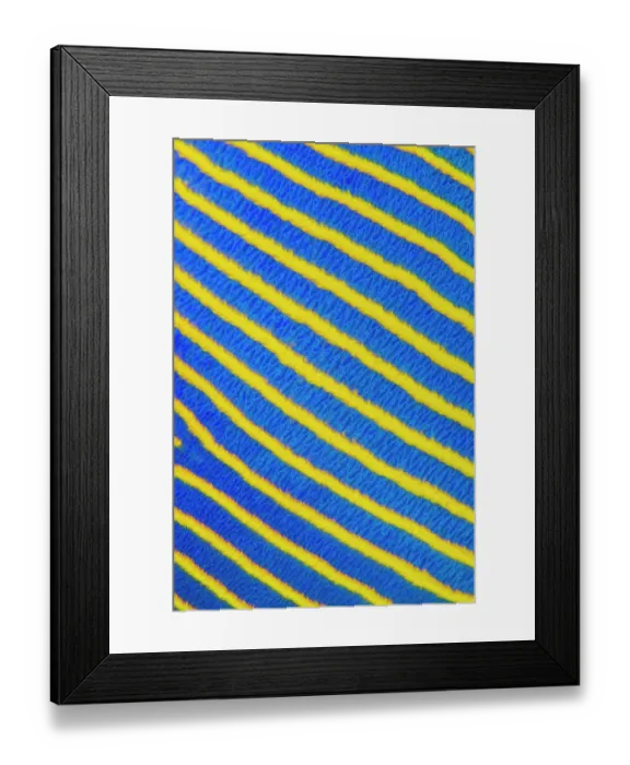 Framed Print : Detail of the yellow and blue stripes of an adult Emperor angelfish (Pomacanthus imperator) on a coral reef. Laamu Atoll, Maldives. Indian Ocean Framed Print : Detail of the yellow and blue stripes of an adult Emperor angelfish (Pomacanthus imperator) on a coral reef. Laamu Atoll, Maldives. Indian Ocean